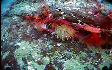 Red Sea Cucumber